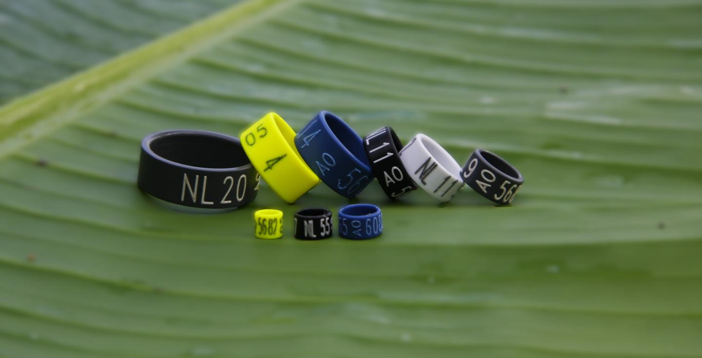 Aviornis ringendienst