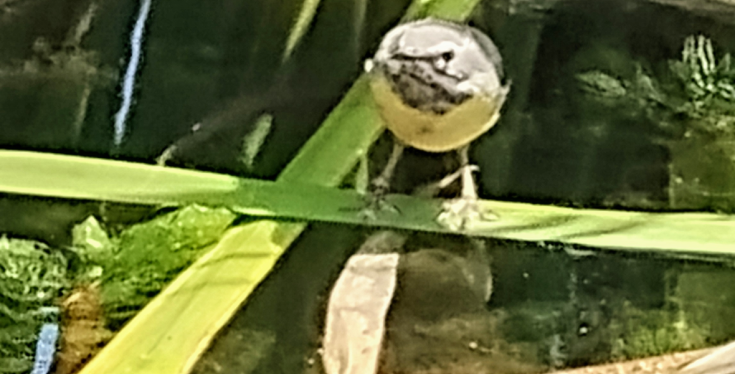 Grote gele kwikstaart