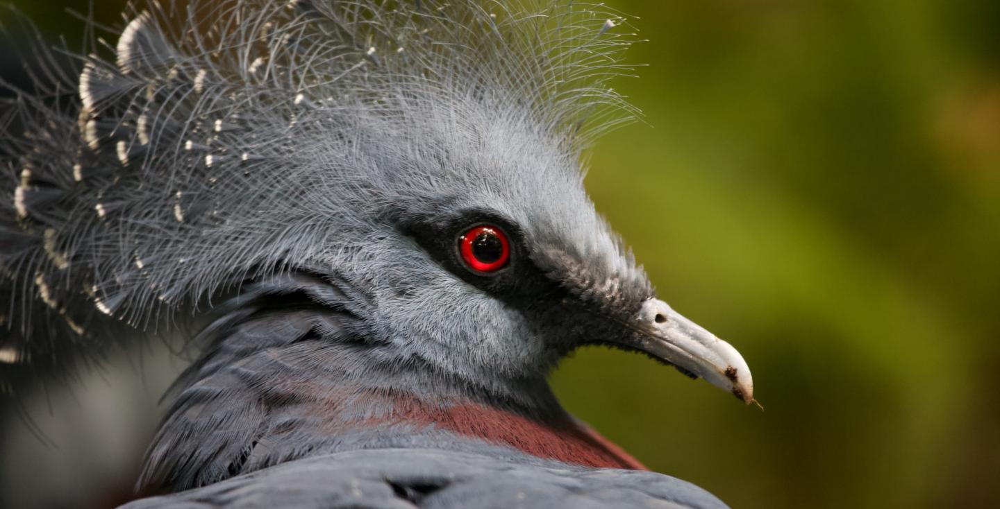 Gewone Victoria Kroonduif