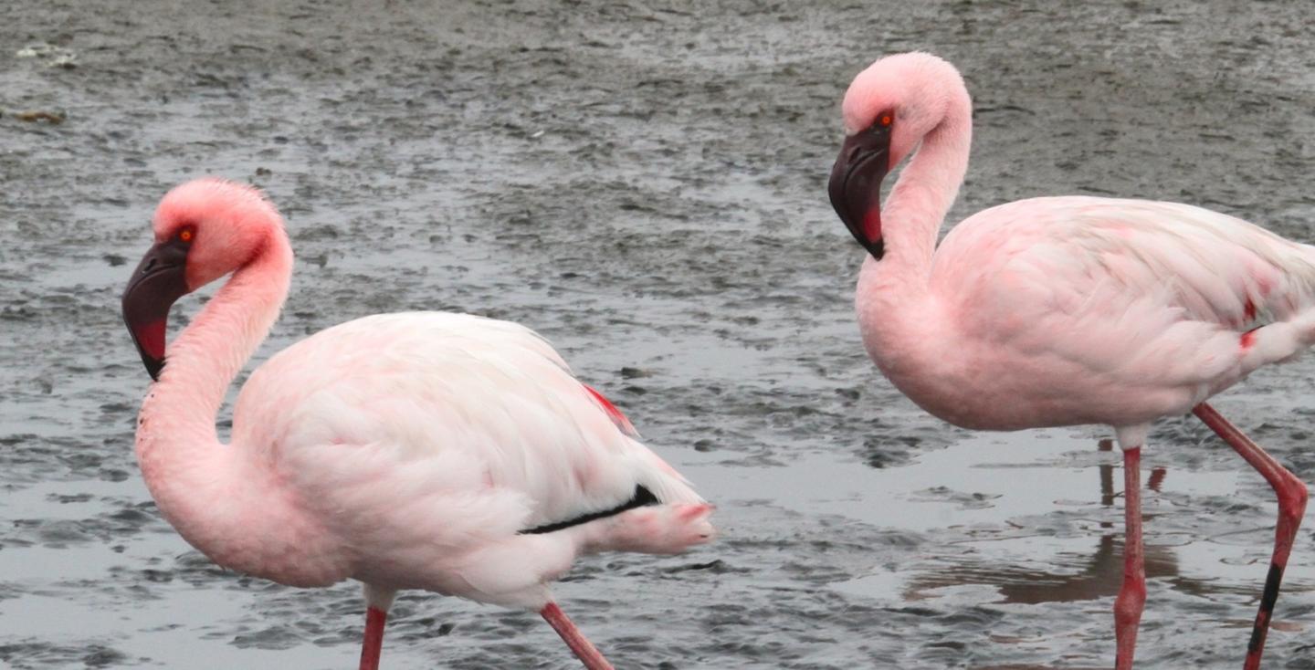 Kleine flamingo's