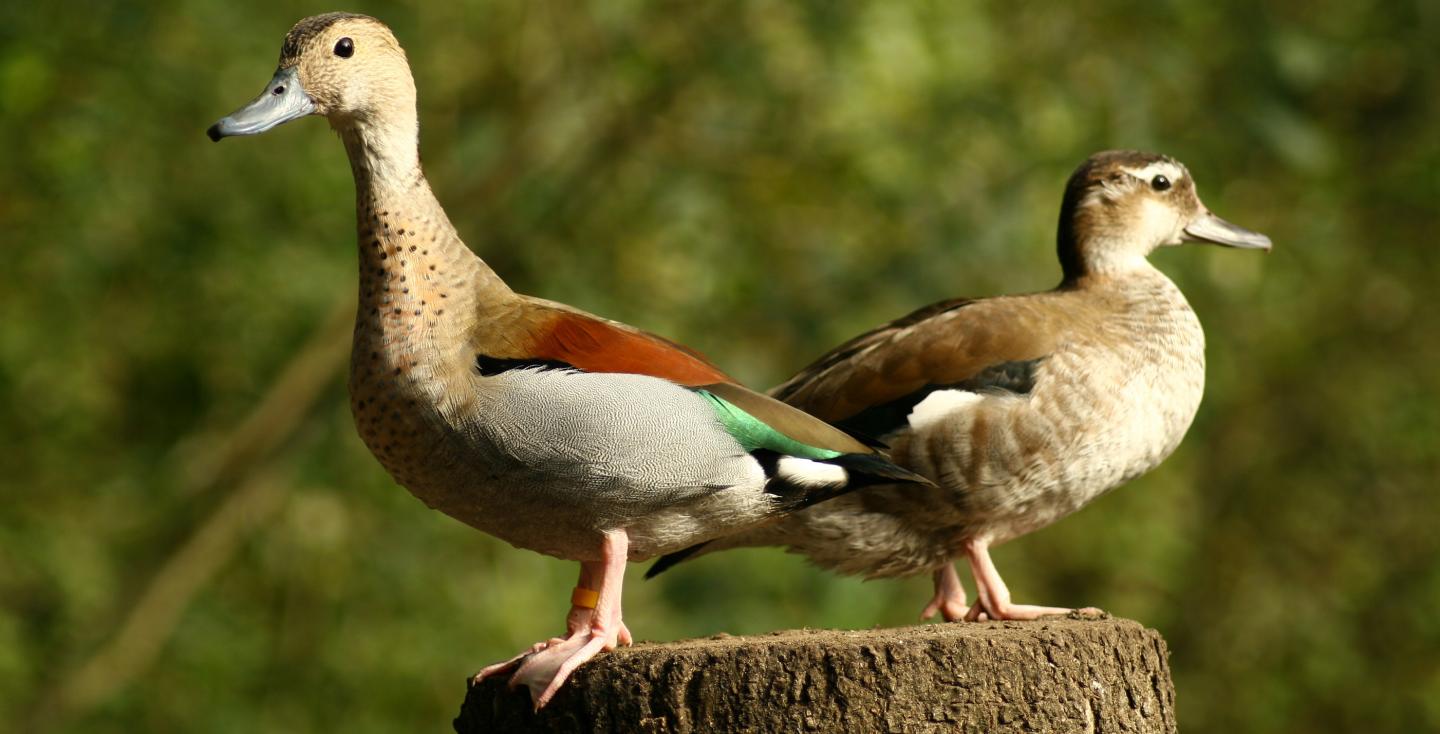 Koppel Roodschoudertalingen