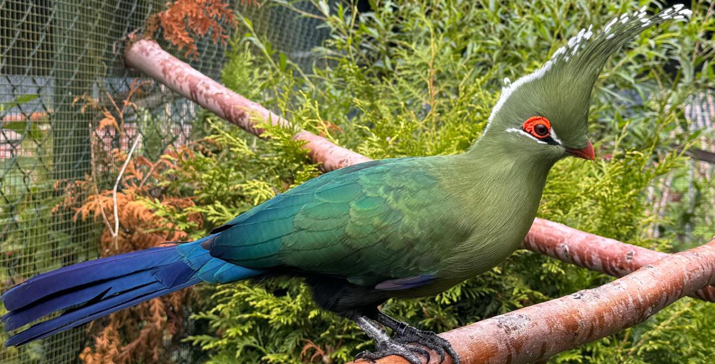 Livingstones toerako