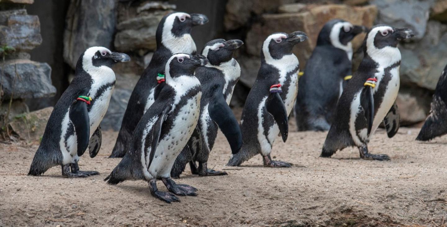 Zwartvoetpinguins