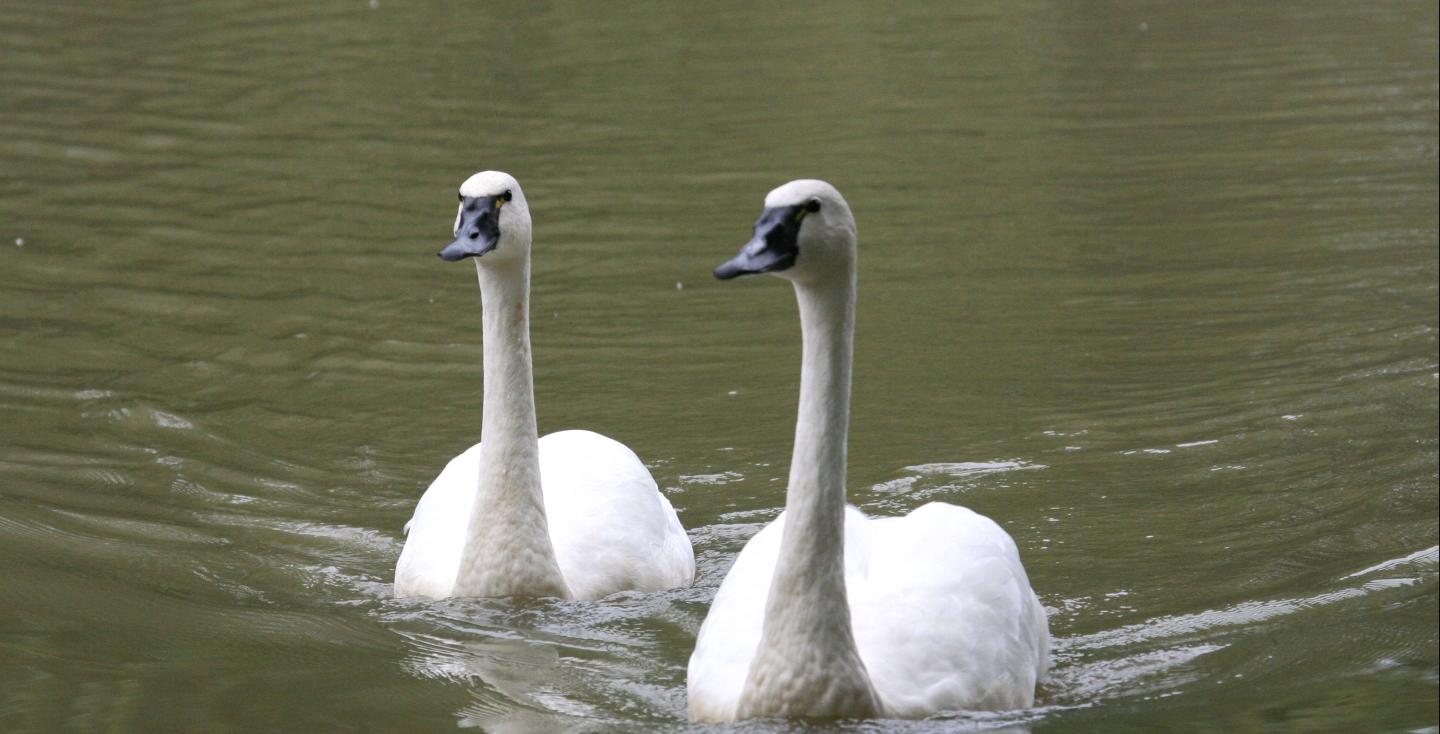 Fluitzwanen foto Jaap Korten
