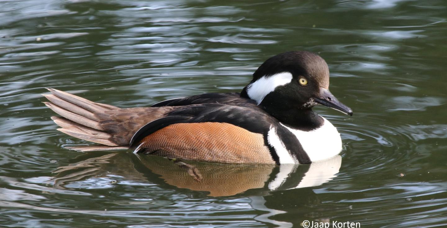 Kuifzaagbek woerd foto Jaap Korten