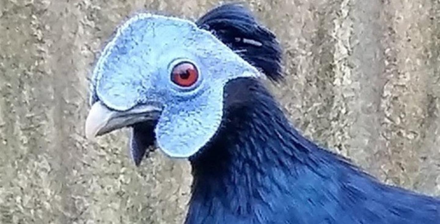 Kopstudie haan grote gekuifde Borneo vuurrugfazant
