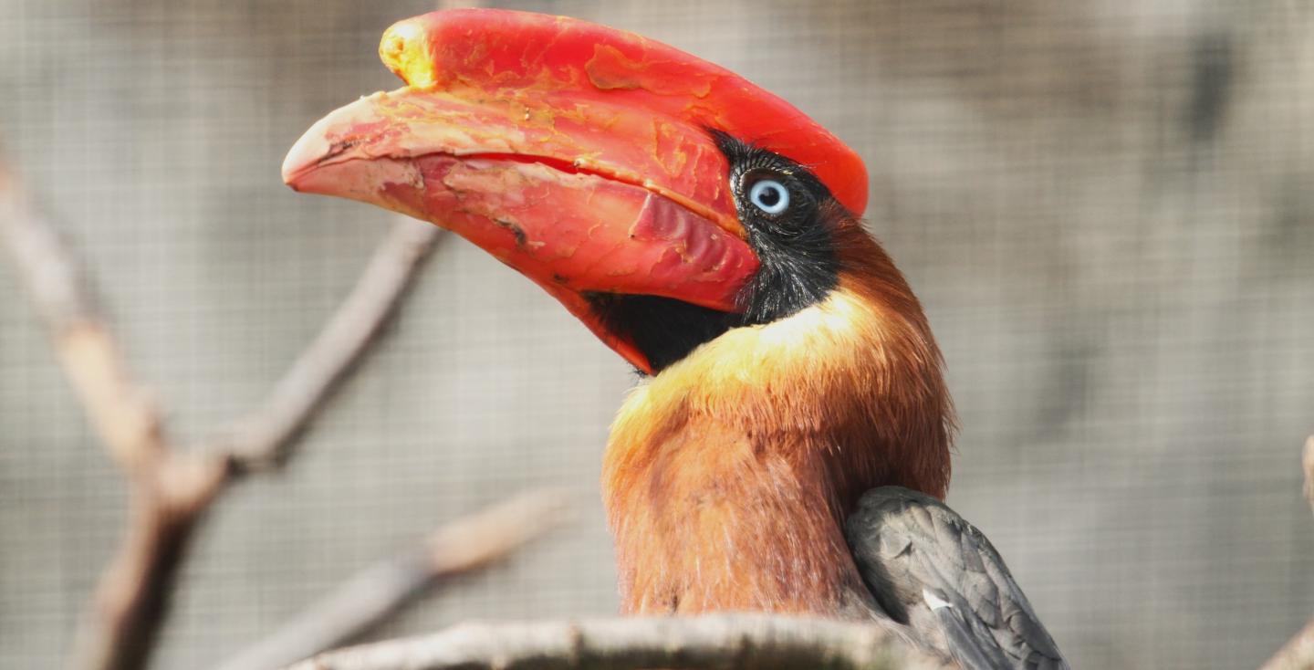 Rosse neushoornvogel