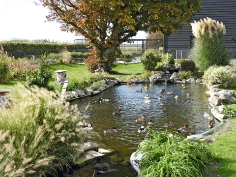 Vijver Adriaan Provoost