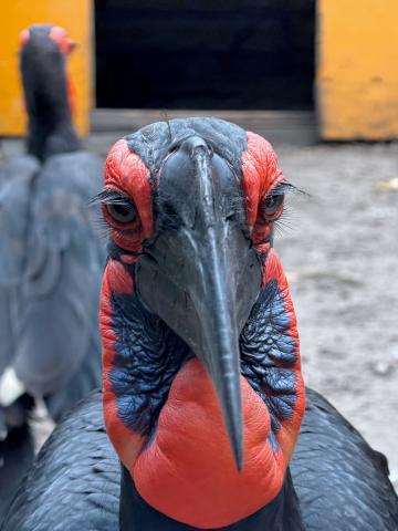 Zuidelijke hoornraaf