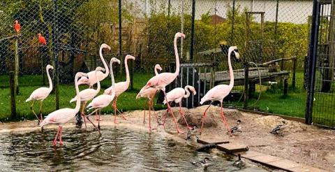 Flamingo's