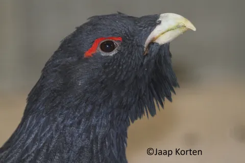 Auerhoen haan kopstudie