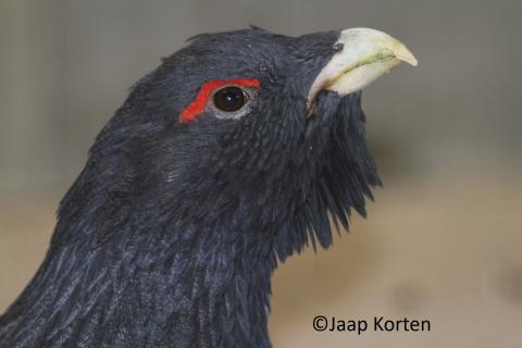 Auerhoen haan kopstudie