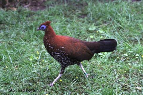 Grote Borneo vuurrugfazant hen