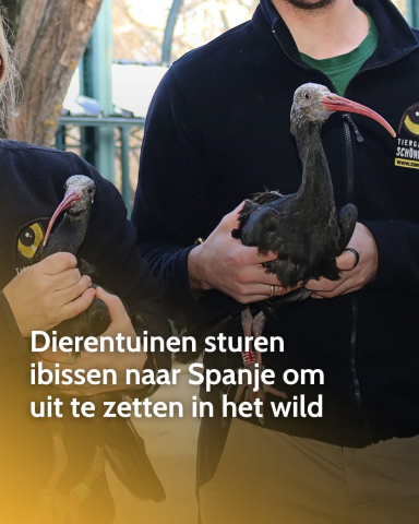 Dierentuinen sturen ibissen naar Spanje om uit te zetten in het wild