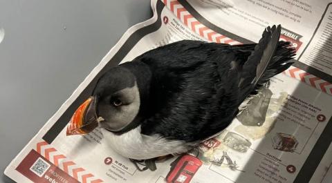 Verzwakte papegaaiduiker aangetroffen