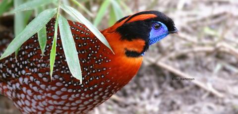 Tragopan temminckii