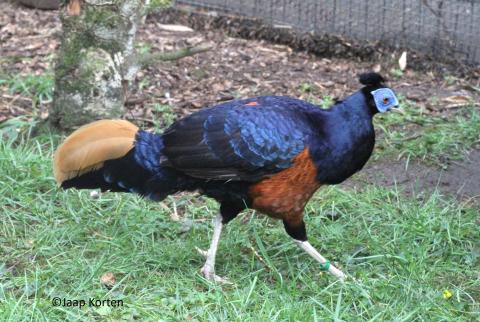 Grote Borneo vuurrugfazant haan