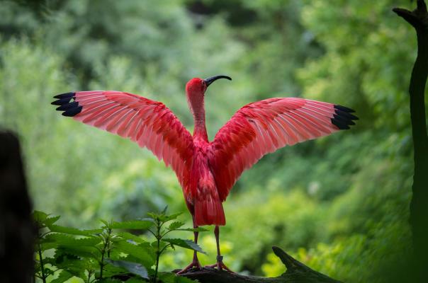 Rode Ibis