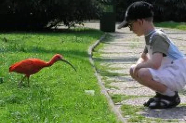 Jongetje met rode ibis