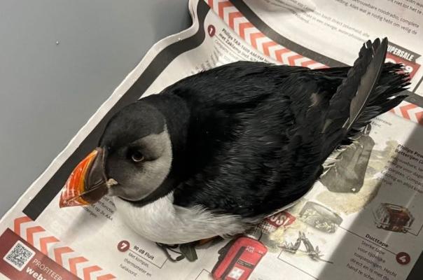 Verzwakte papegaaiduiker aangetroffen