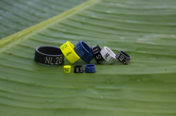 Aviornis ringendienst