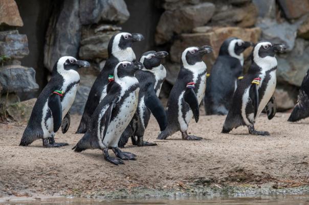 Zwartvoetpinguins