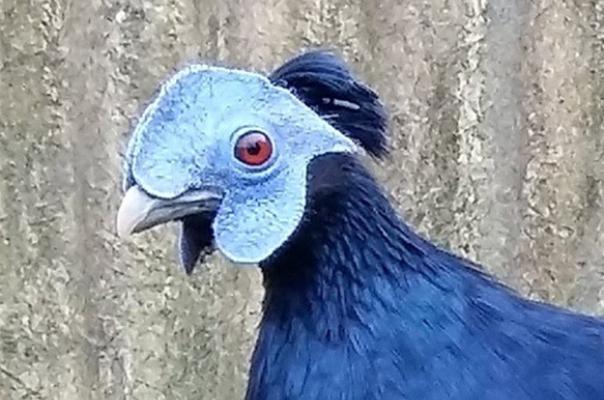 Kopstudie haan grote gekuifde Borneo vuurrugfazant
