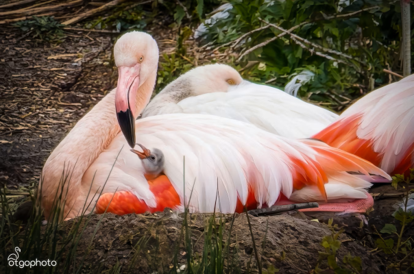 1e Flamingokuiken Zwillbrocker Venn