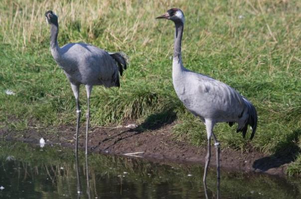 Europese kraanvogels