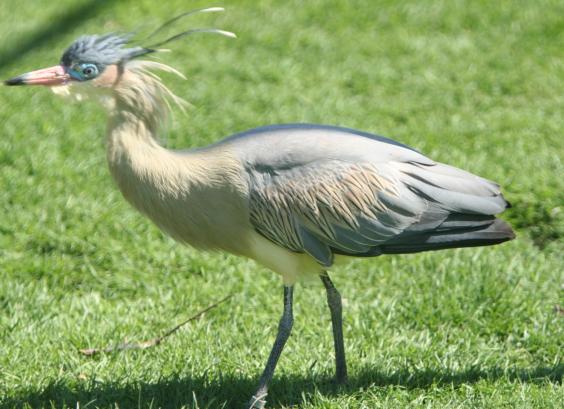 Fluitreiger