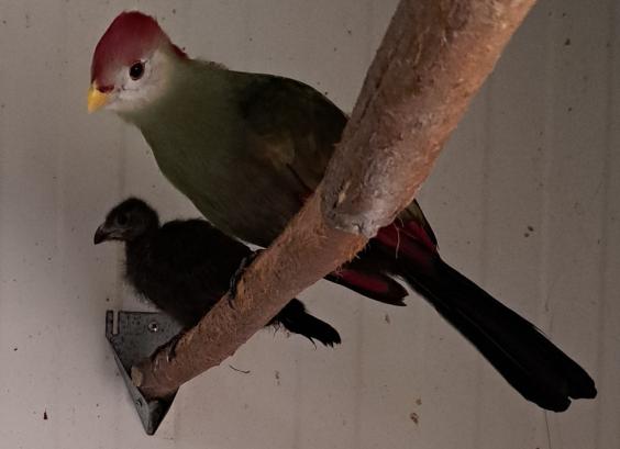 Jonge Roodkuiftoerako op stok