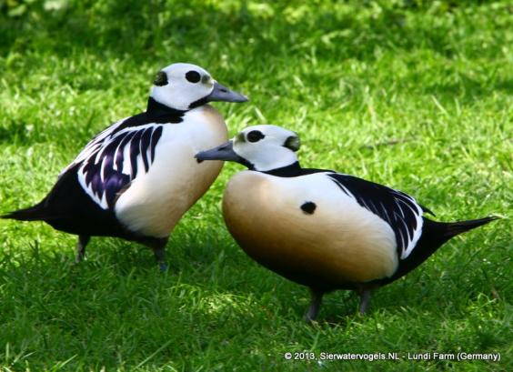 Stellers Eiders
