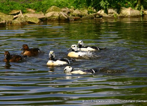 Stellers Eiders