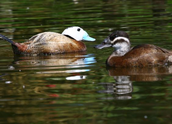 Witkop stekelstaarteend