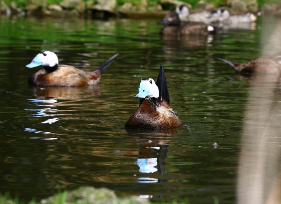 Witkop stekelstaarteend