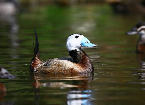 Witkop stekelstaarteend