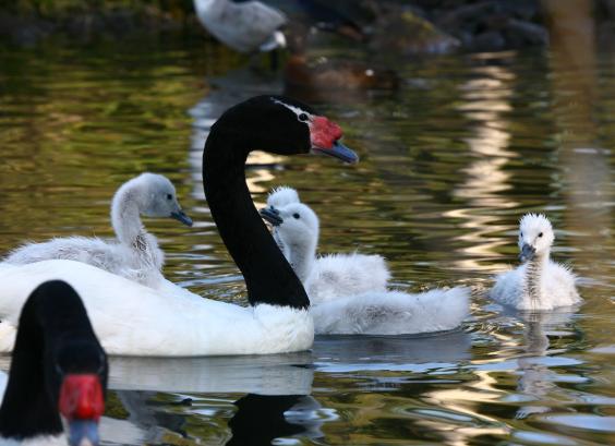 Zwarthalszwaan met kuikens