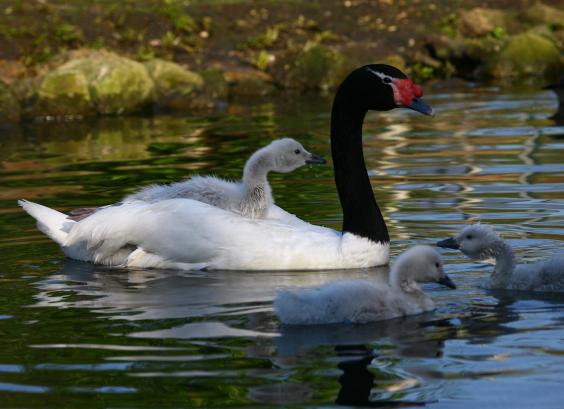 Zwarthalszwaan met kuikens