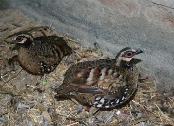 Bruinborst bospatrijs