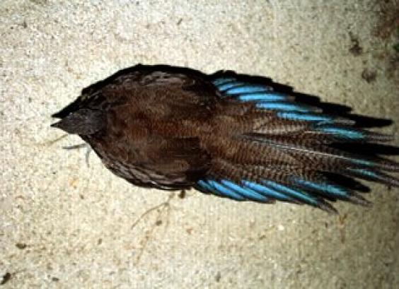 Bronsstaart pauwfazant