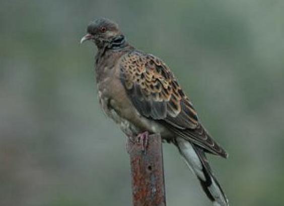 Oostersetortel (meena)