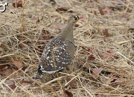 Dubbelbandzandhoen haan