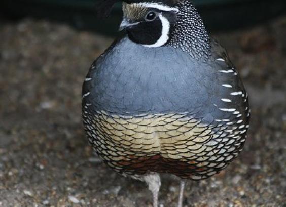 Californische kuifkwartel