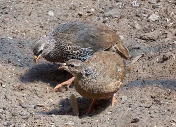 Hildebrandts frankolijn