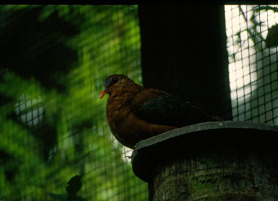 Stephan's groenvleugelduif