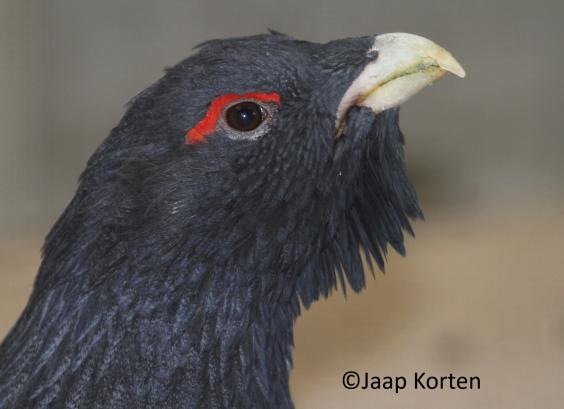 Auerhoen haan kopstudie