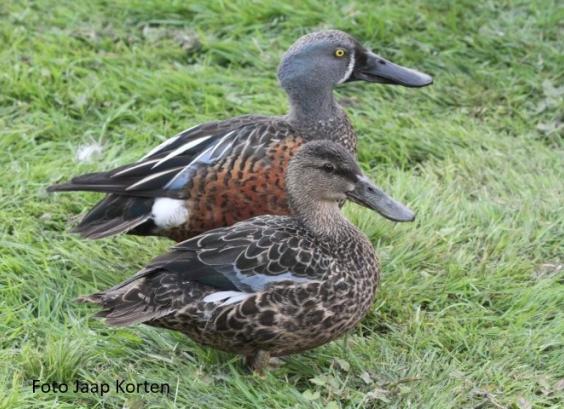 Australische slobeenden paar