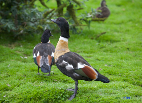 Australische casarca