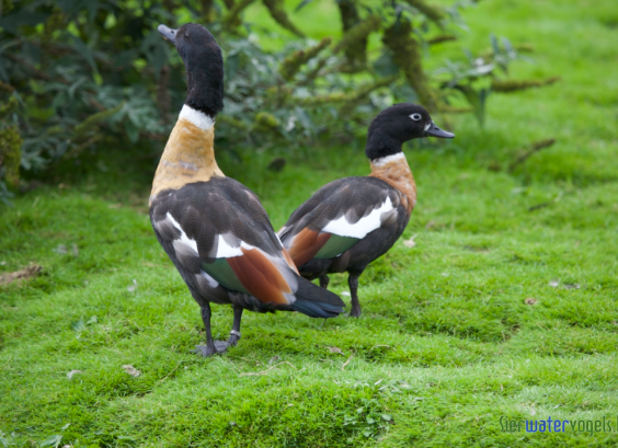 Australische casarca