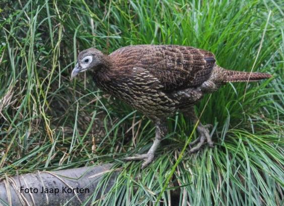 Chinese glansfazant hen